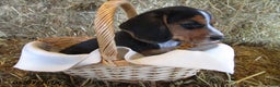 Beagle dogs for sale: Roxy - Ad 1