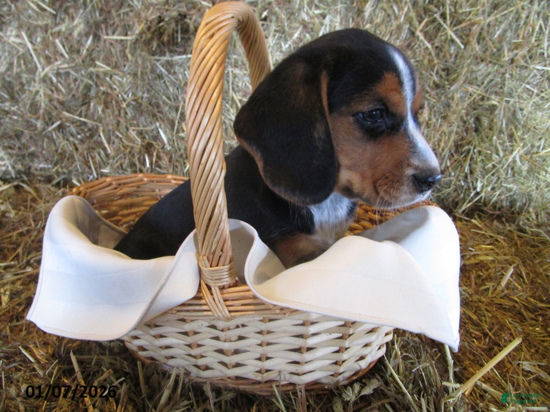 Beagle dogs for sale: Roxy - Ad 1