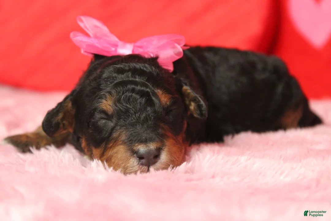 Mixed Breed dogs for sale: Sweetheart  - Ad 2
