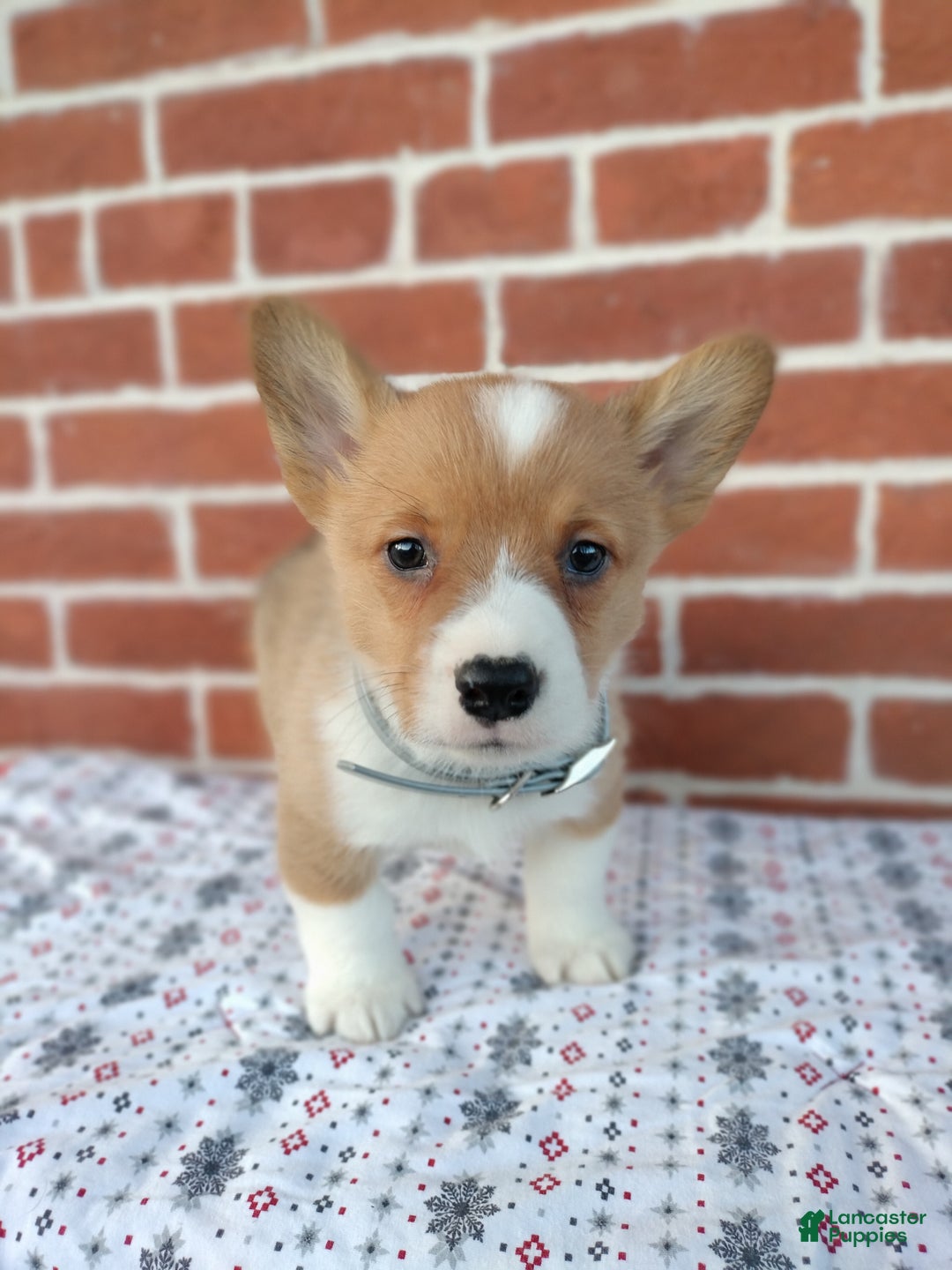 Welsh Corgi Pembroke dogs for sale: Miles - Ad 3