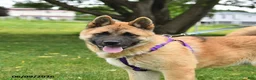 Akita dogs for sale: Flint - Ad 3
