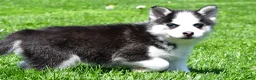 Pomsky dogs for sale: Oscar - Ad 1