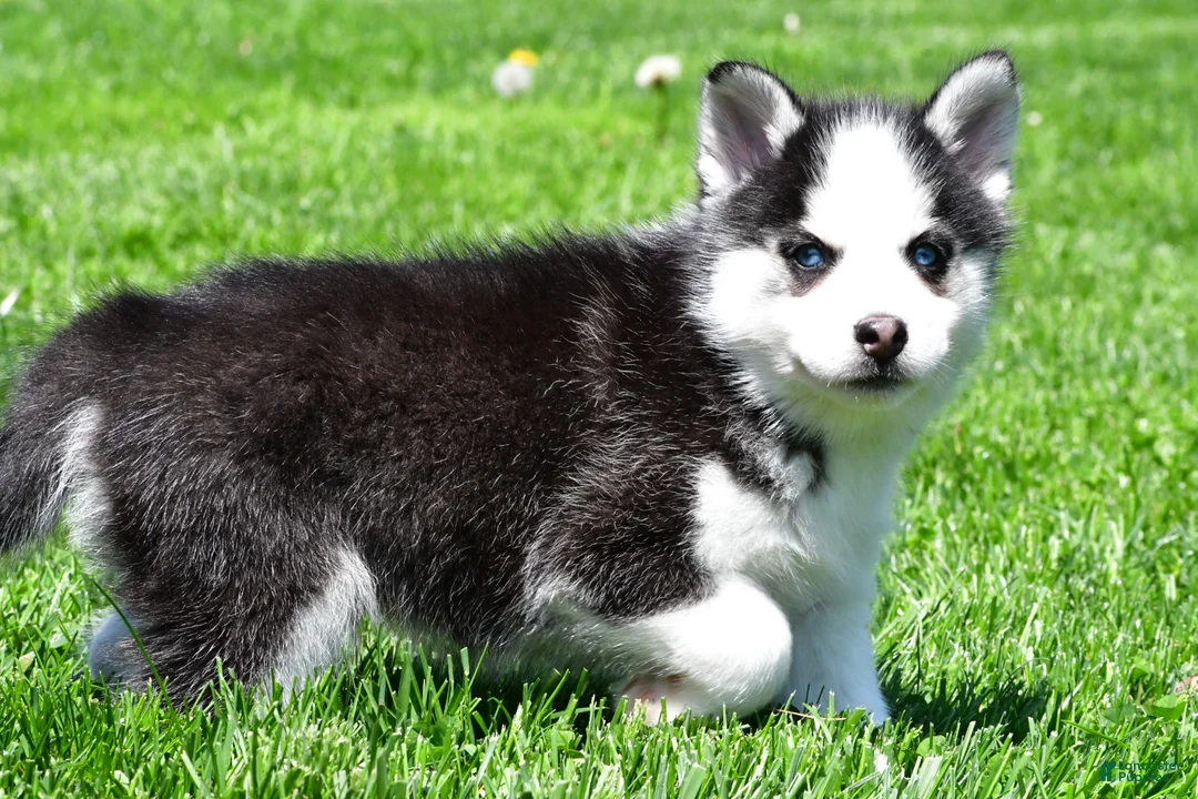 Pomsky dogs for sale: Oscar - Ad 1