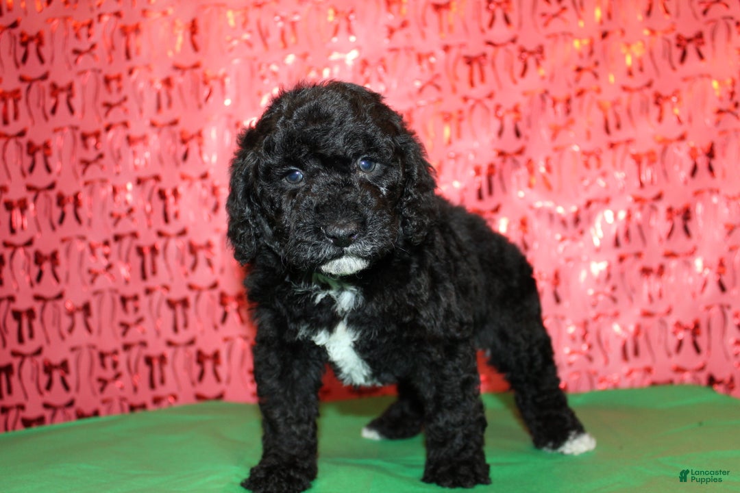 Miniature Poodle dogs for sale: Pepper - Ad 9