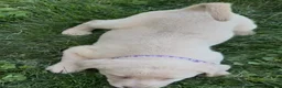 Labrador Retriever dogs for sale: Labrador Retriever 1 - Ad 14