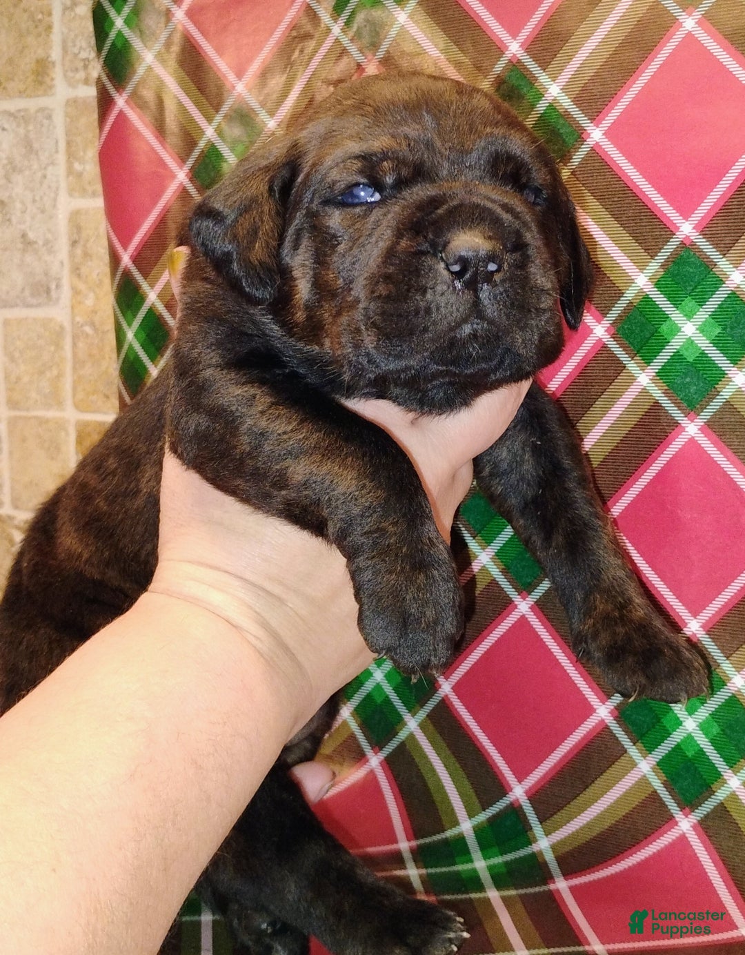 Mixed Breed dogs for sale:  Brown collar  - Ad 1