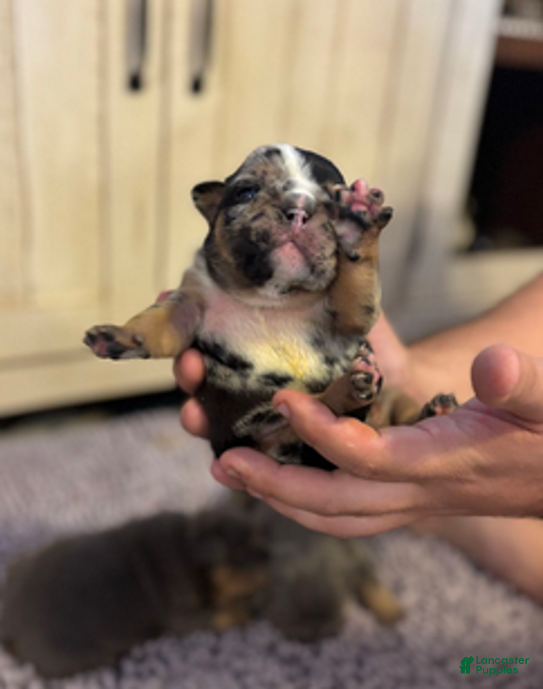 English Bulldog dogs for sale: Kobe - Ad 4