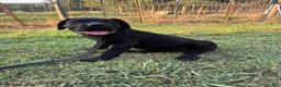 Cane Corso dogs for sale: Cane Corso Puppy 10 - Ad 4