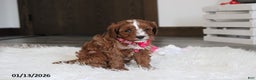 Cavapoo dogs for sale: Luna  - Ad 2