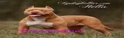 American Bully dogs for sale: American Bully Puppy 4 - Ad 9