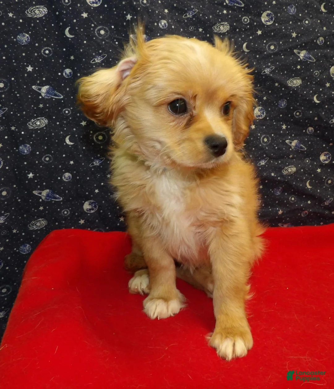 Cavachon dogs for sale: Ja Ja  - Ad 3