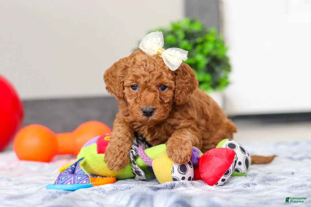 Mini Goldendoodle dogs for sale: Macy - Ad 2