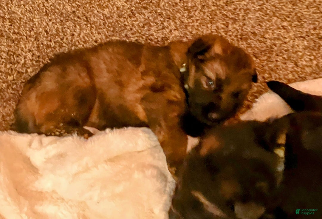 German Shepherd dogs for sale: ♥️SWEET SABLE ♥️ - Ad 2