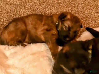 German Shepherd dogs ♥️SWEET SABLE ♥️ - Ad 11