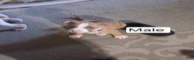 American Bully 3