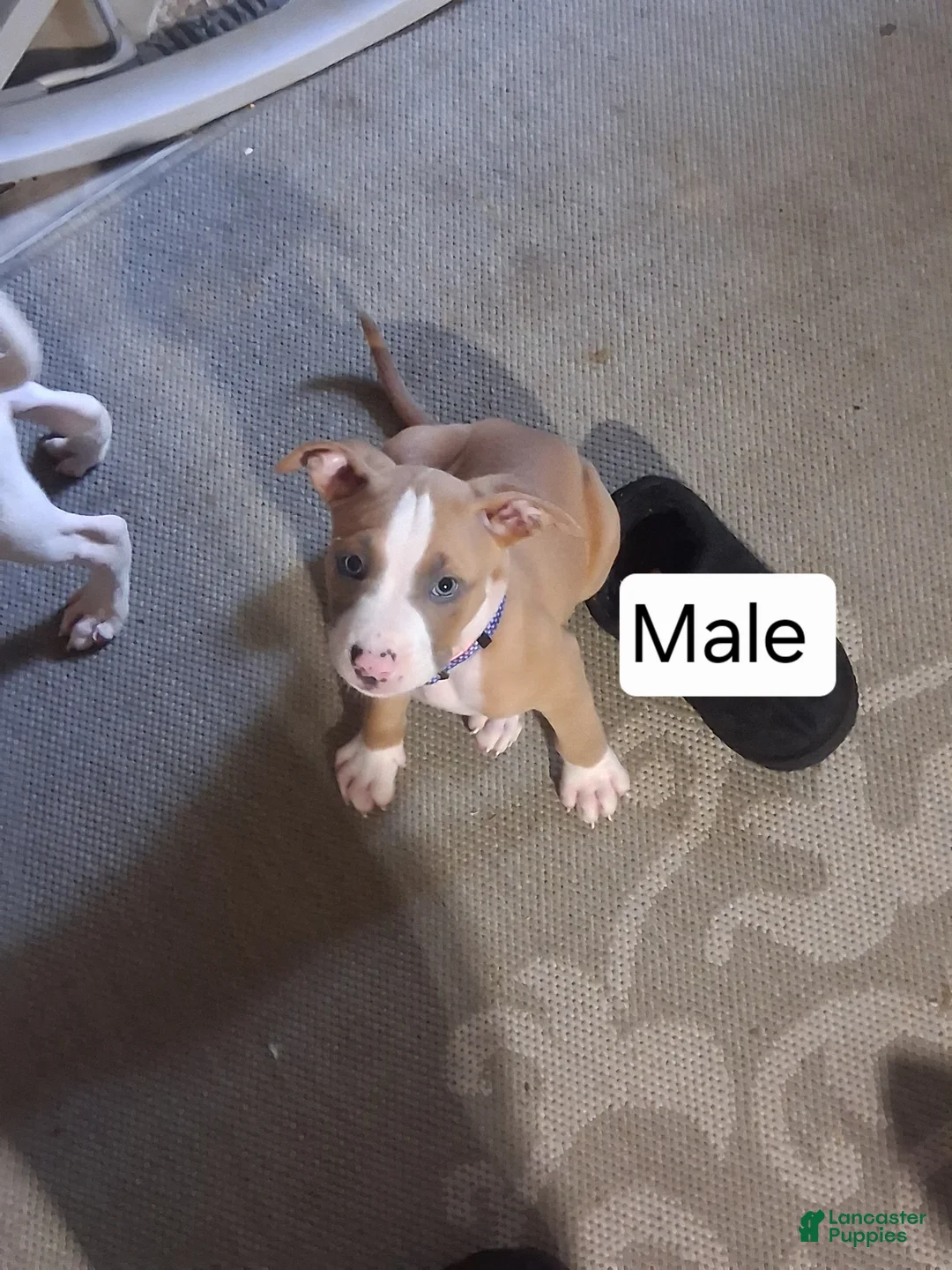 American Bully dogs for sale: American Bully 3 - Ad 1