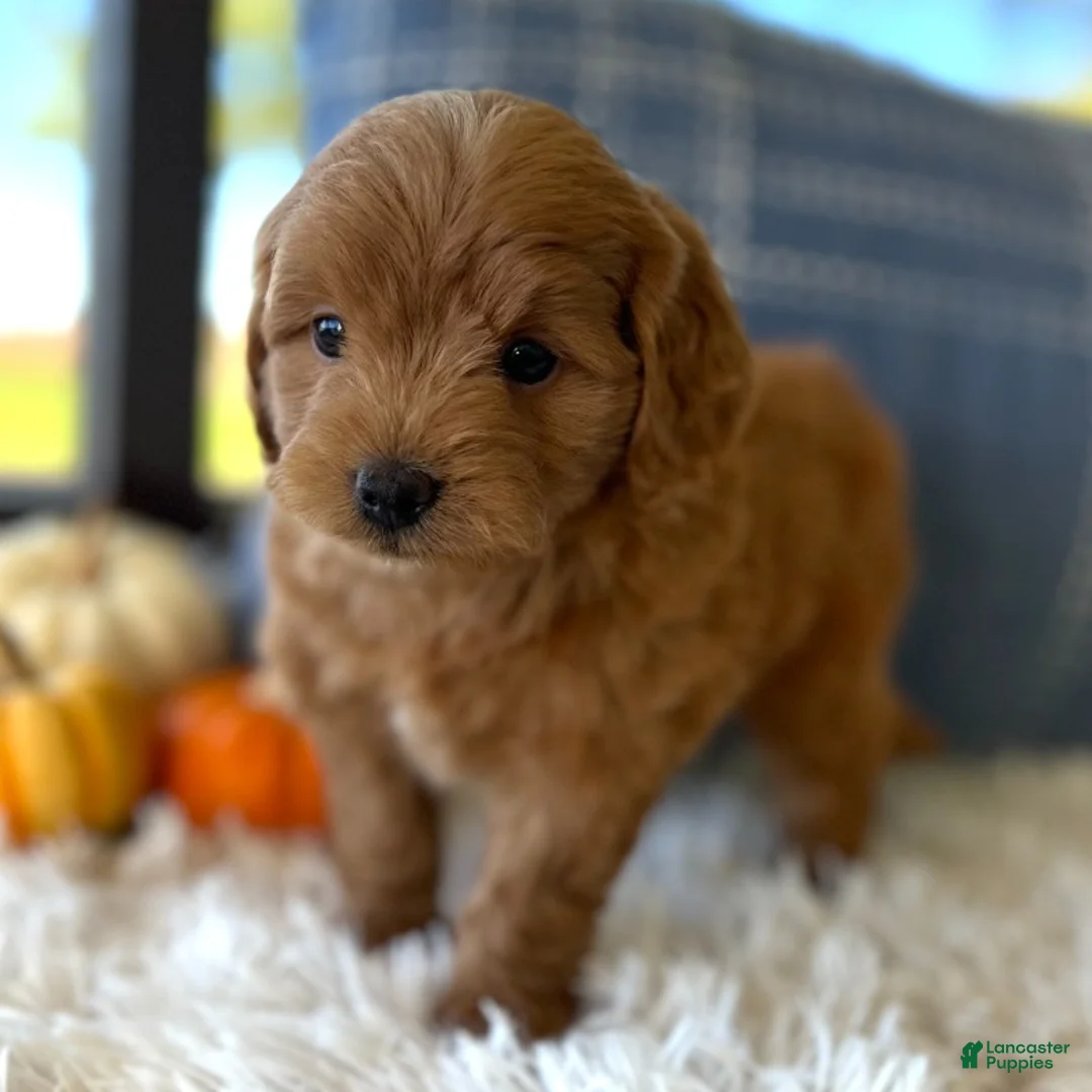 Mini Goldendoodle dogs for sale: Tobi (Micro Mini Goldendoodle) - Ad 2