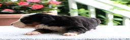 Bernese Mountain Dog dogs for sale: Kyle - Ad 3