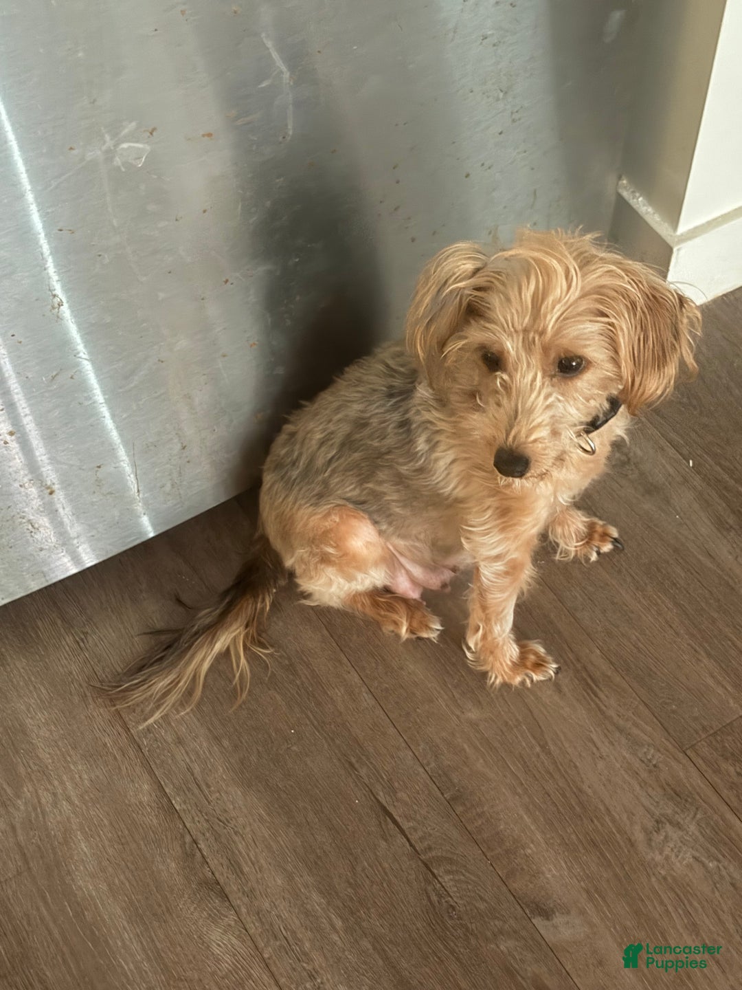 Mixed Breed dogs for sale: Baby doll  - Ad 2