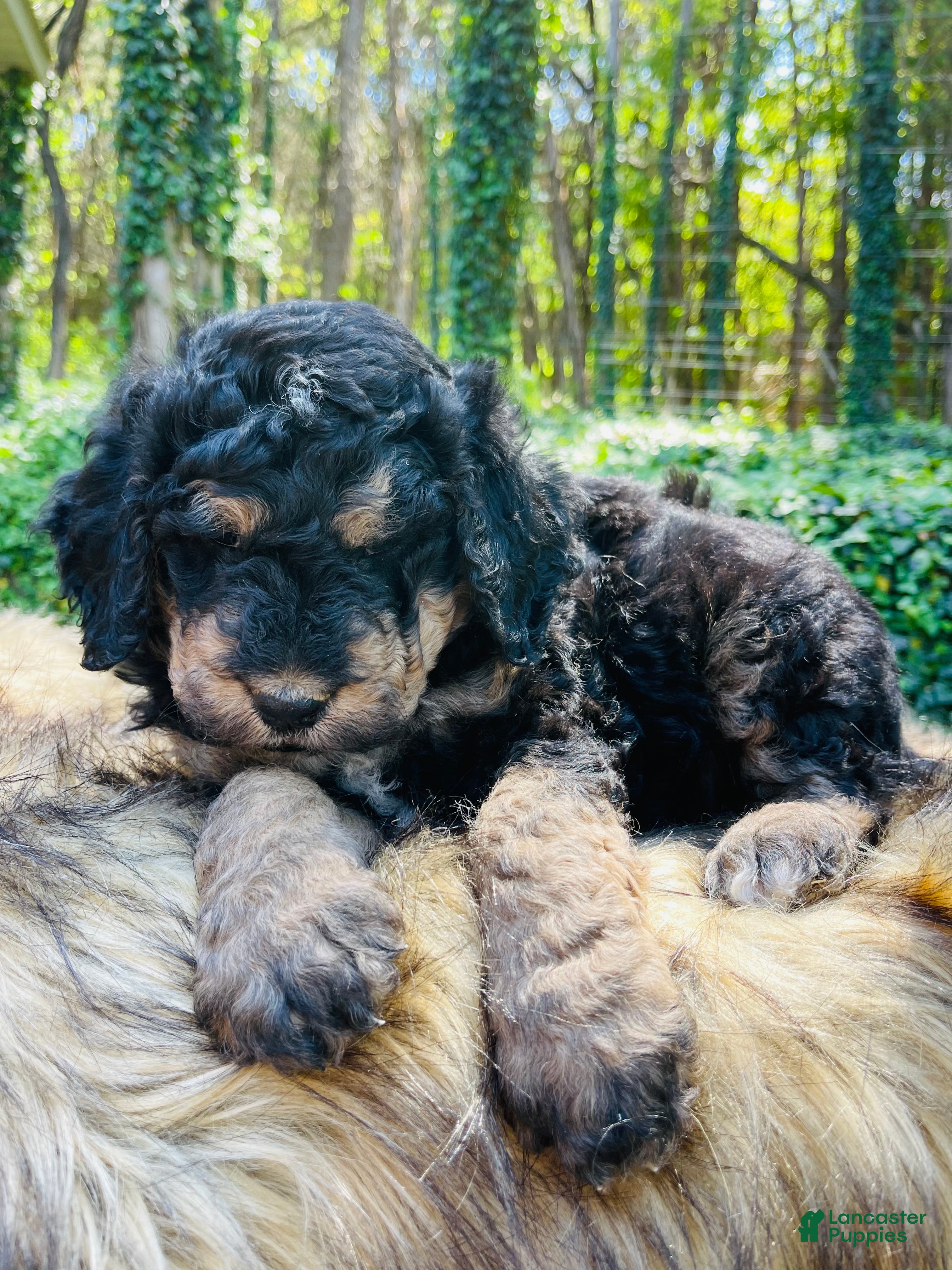 Bernedoodle dogs Bear - Ad 2