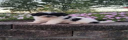 Teddy Bear dogs for sale: Daisy - Ad 5