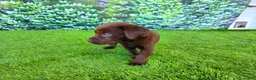 Labrador Retriever dogs for sale: Benny - Ad 2