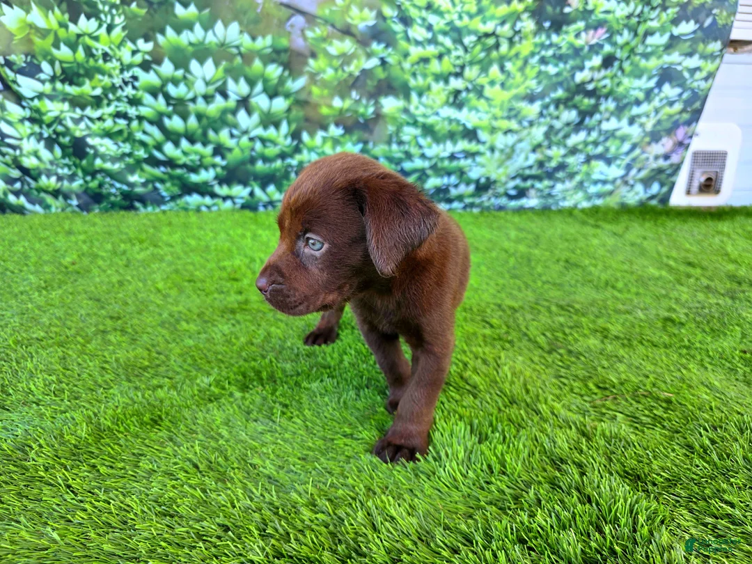 Labrador Retriever dogs for sale: Benny - Ad 2