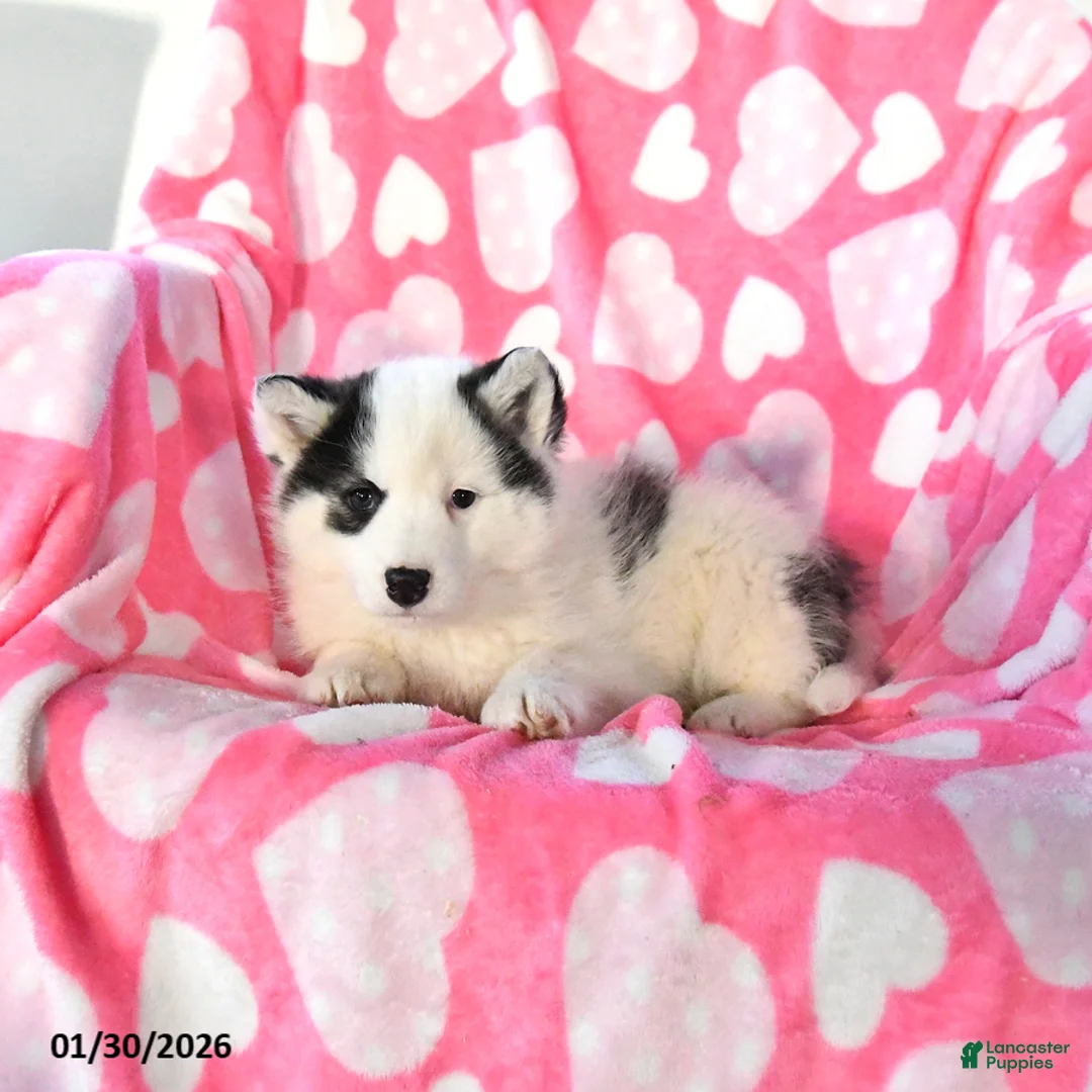 Pomsky dogs for sale: Pistol - Ad 2