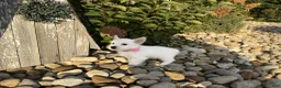 West Highland Terrier dogs for sale: Anita - Ad 3