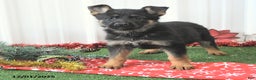 German Shepherd dogs for sale: Abby - Ad 2
