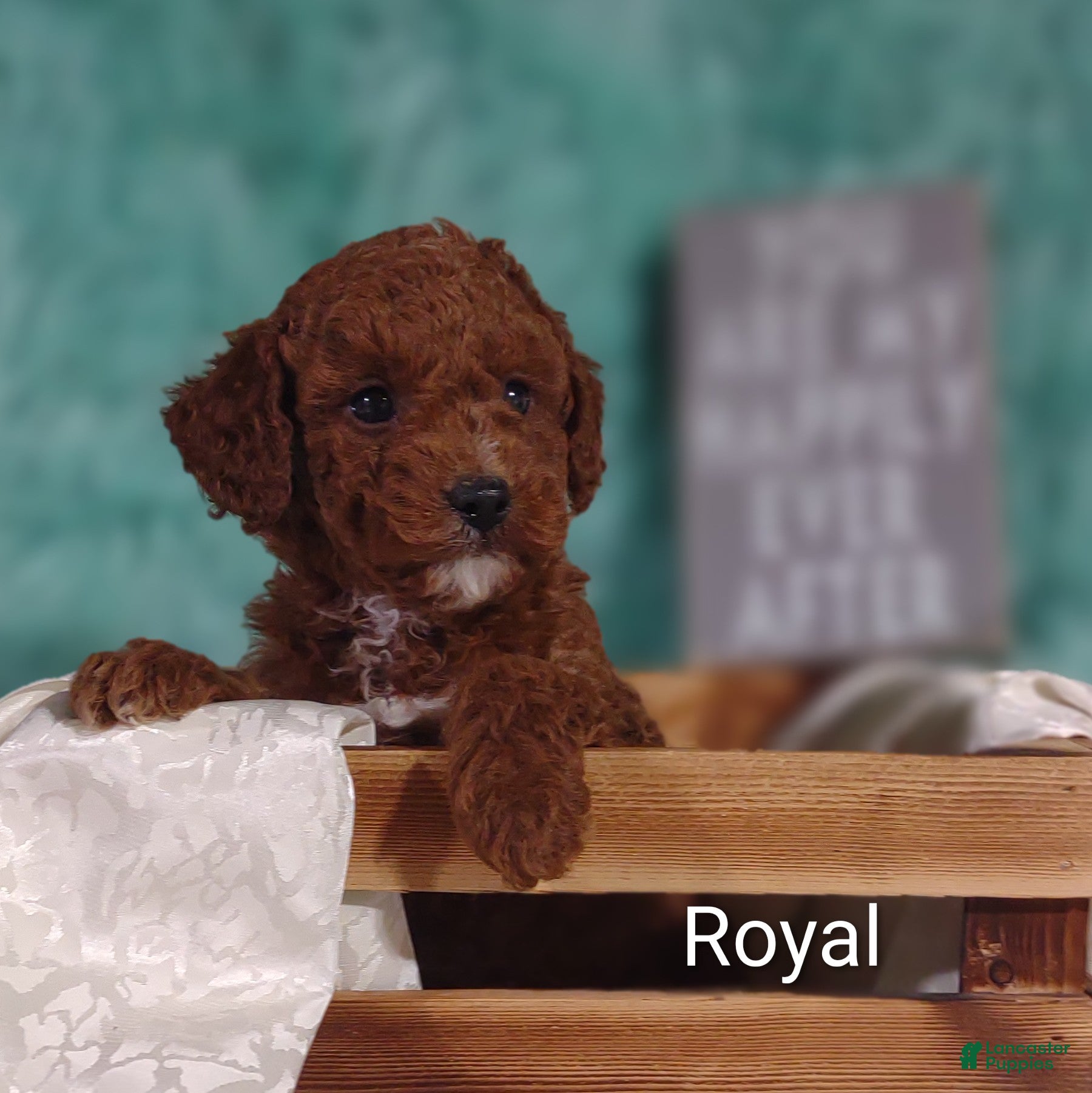 Miniature Poodle dogs Miniature Poodle Puppy 2 - Ad 22
