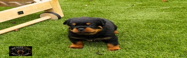 Rio