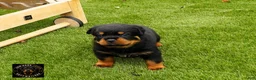 Rottweiler dogs for sale: Rio - Ad 1