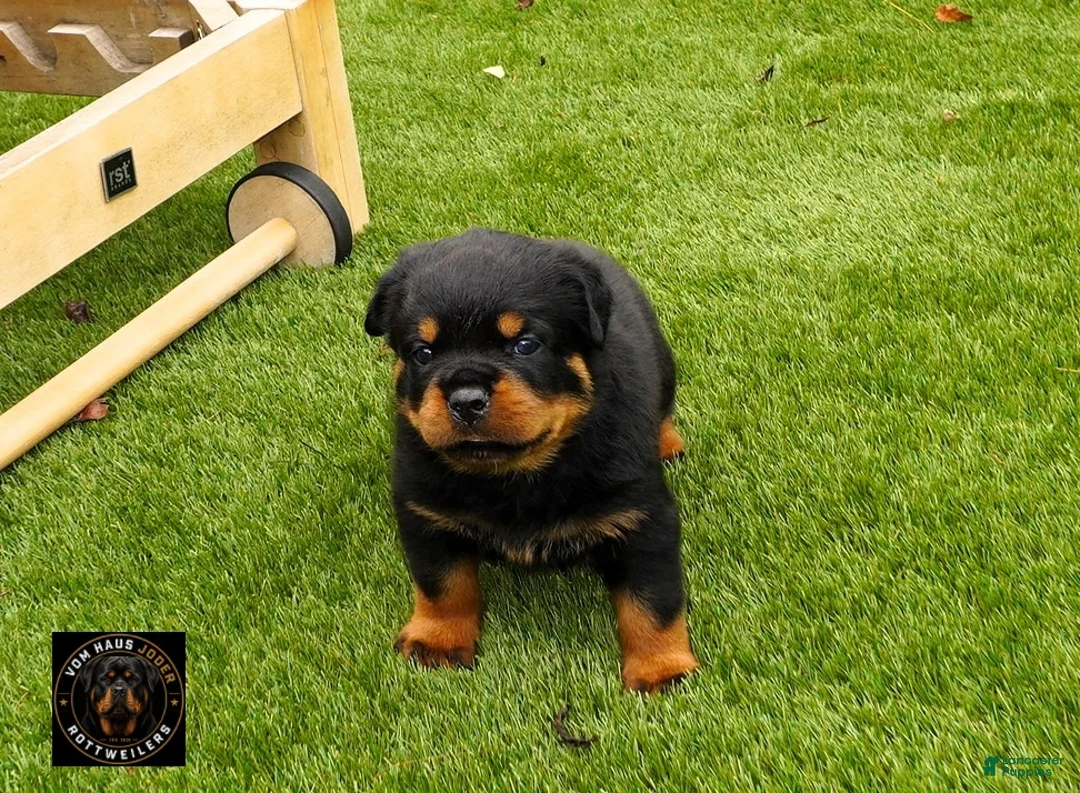 Rottweiler dogs for sale: Rio - Ad 1