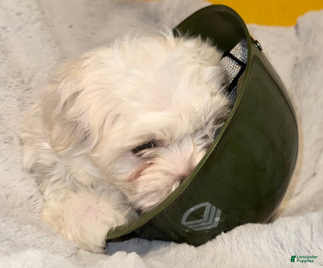 Mixed Breed dogs for sale:  Lhatese Breed “Trooper”  - Ad 9