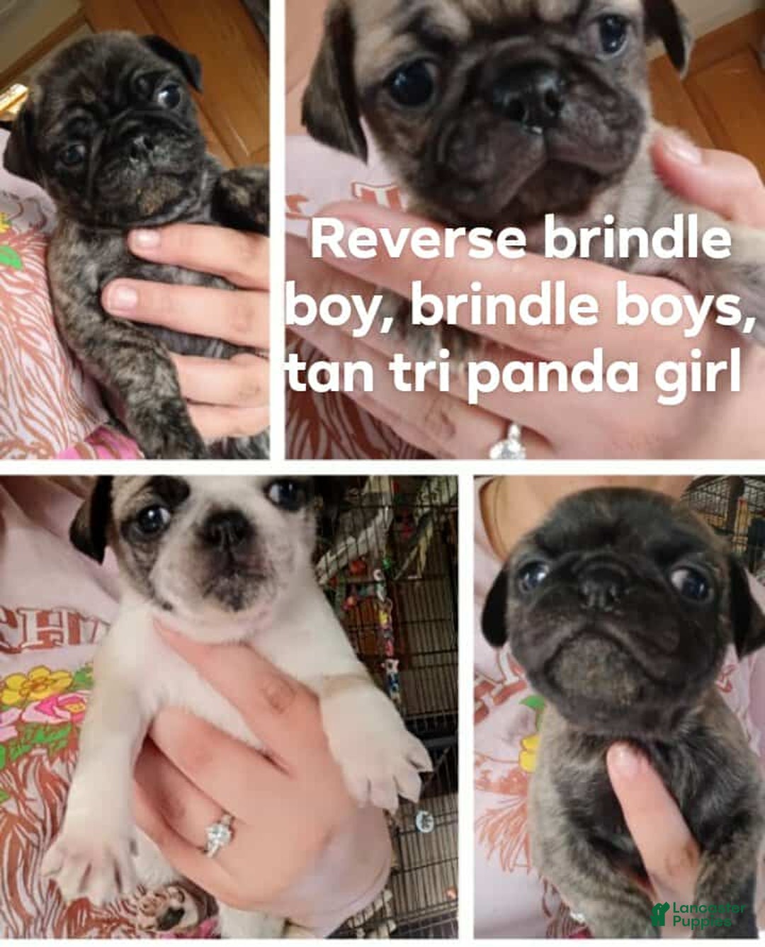 Pug dogs for sale: Pug Puppy 1 - Ad 3