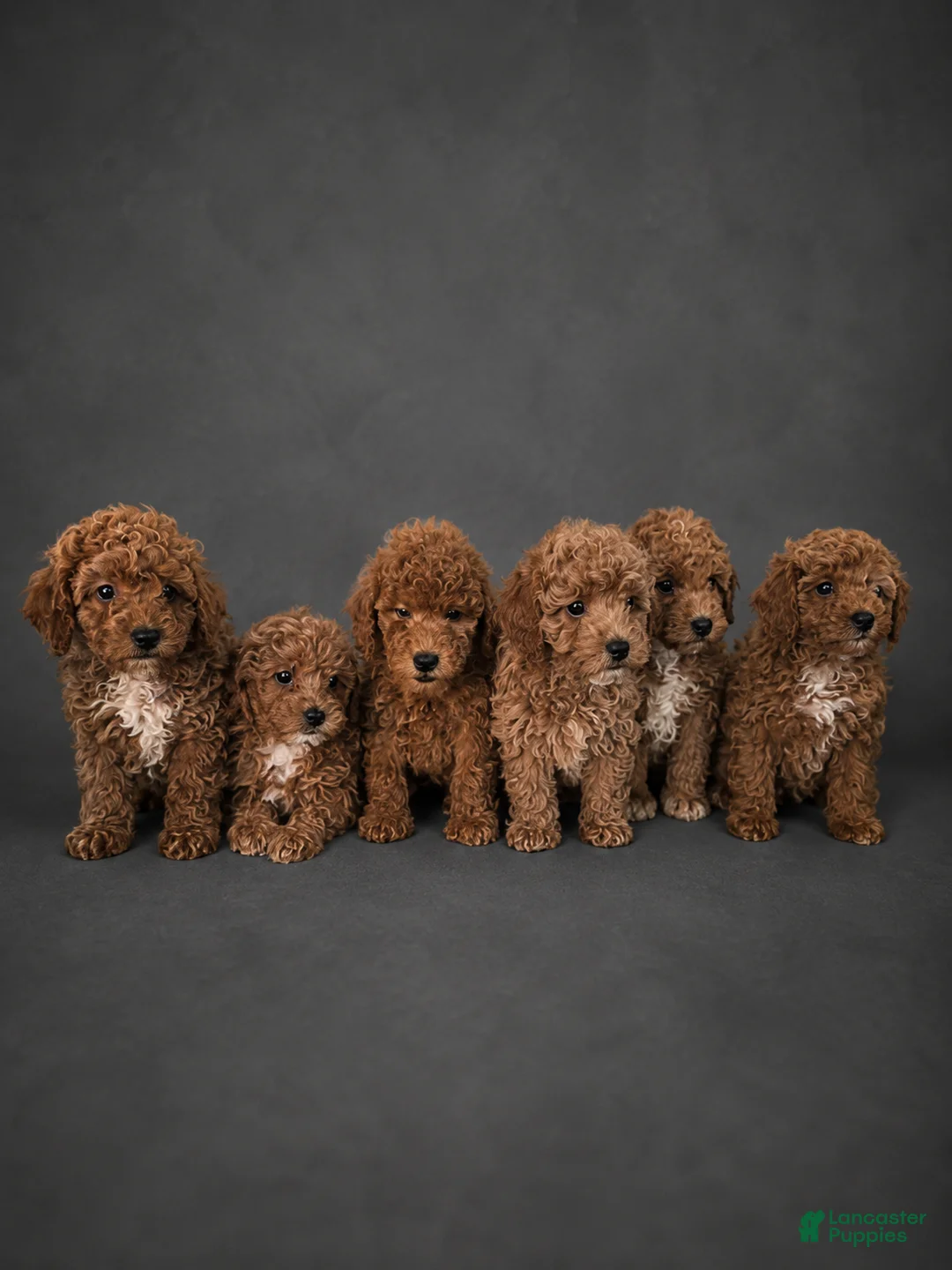 Miniature Poodle dogs for sale: Miniature Poodle Puppy 1 - Ad 7