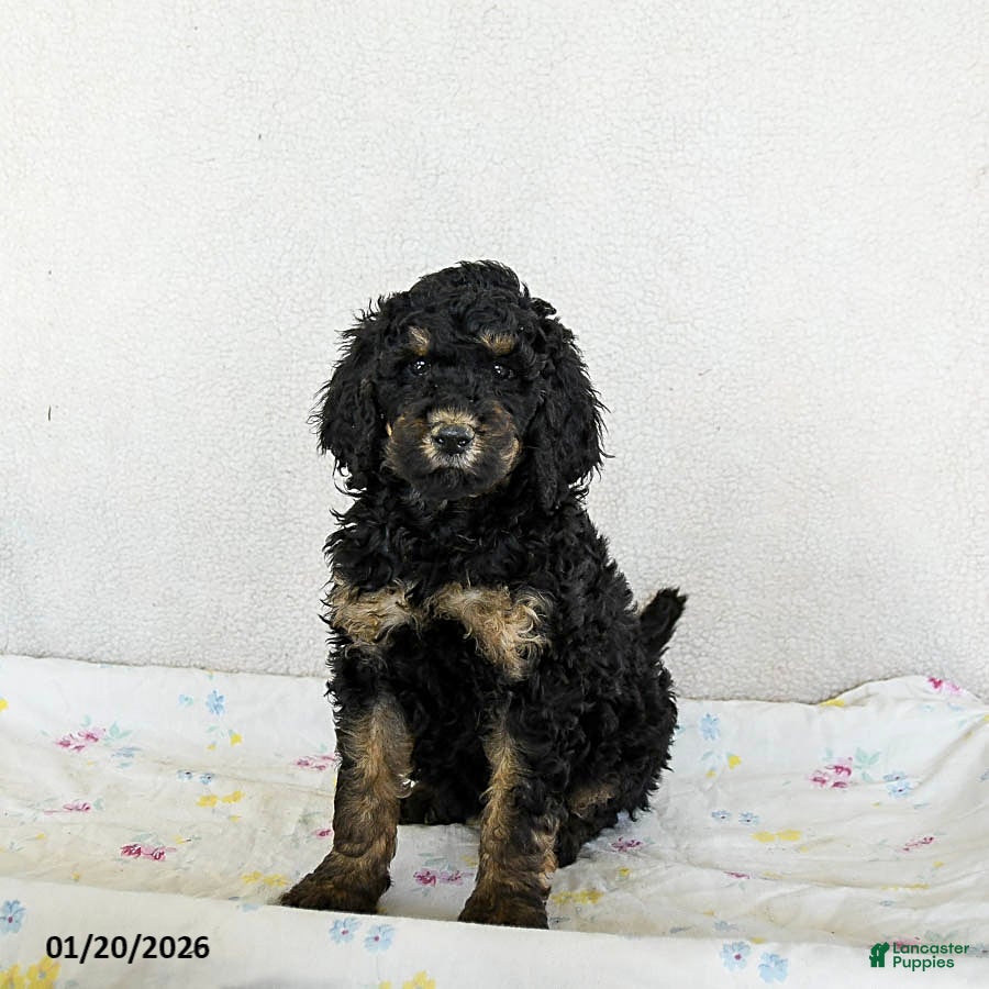 Standard Poodle dogs Muffin - Ad 23