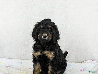 Standard Poodle dogs Muffin - Ad 9