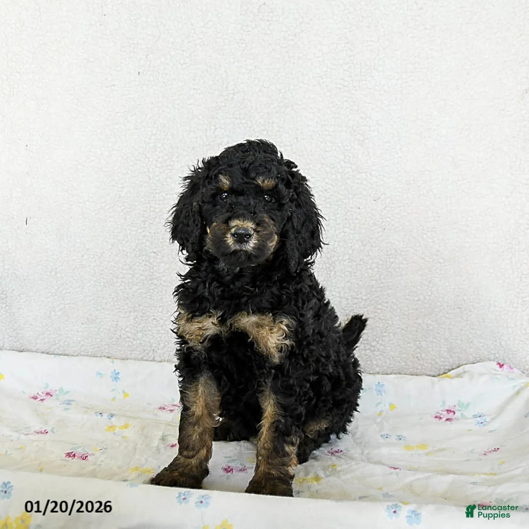 Standard Poodle dogs for sale: Muffin - Ad 1
