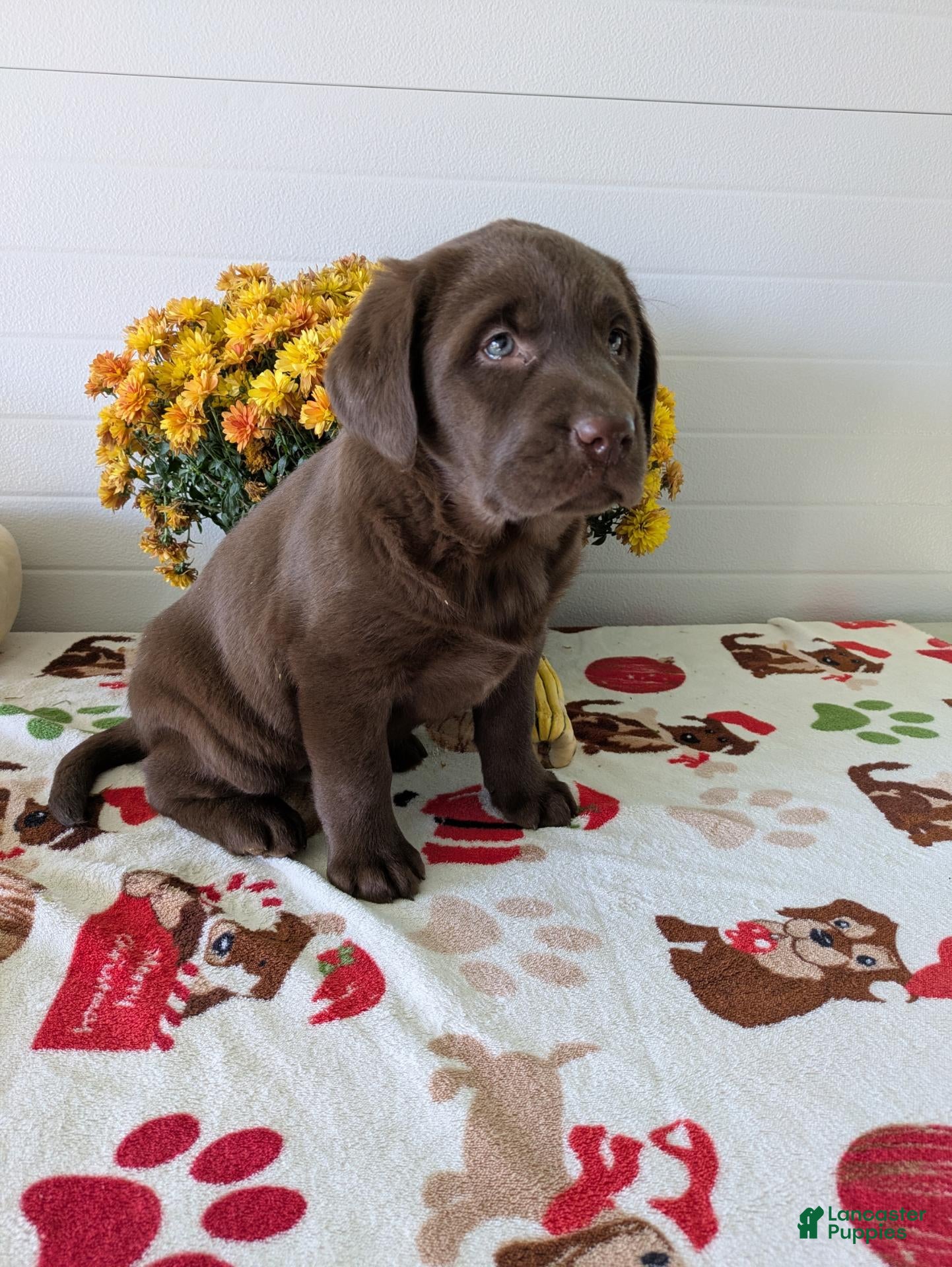 Labrador Retriever dogs for sale: Lucy - Ad 2