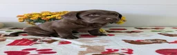 Labrador Retriever dogs for sale: Sadie - Ad 2