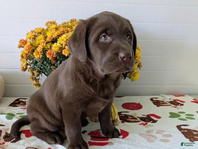 Labrador Retriever dogs for sale: Lucy - Ad 2