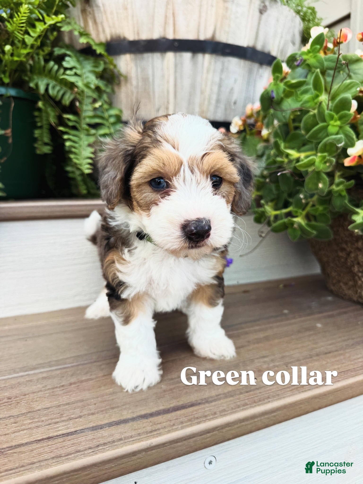 Mini Bernedoodle dogs Green collar male  - Ad 1
