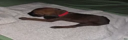 Redbone Coonhound dogs for sale: Redbone Coonhound 11(red) - Ad 10