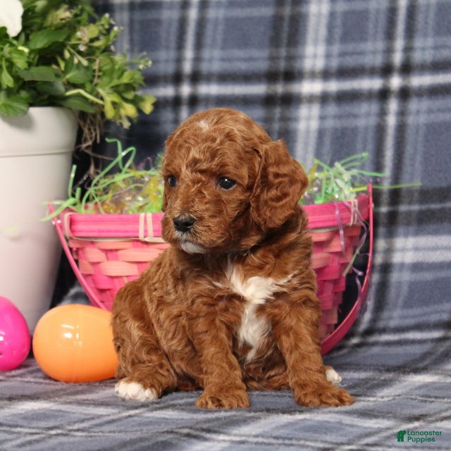 Miniature Poodle dogs Lincoln - Ad 2