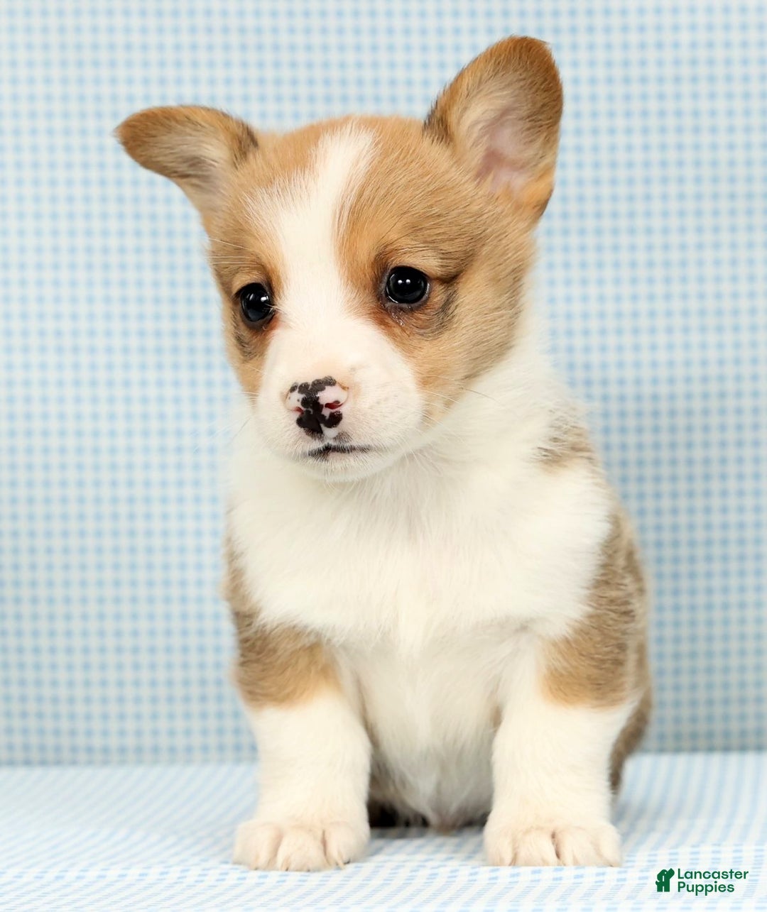 Welsh Corgi Pembroke dogs for sale: Max - Ad 3