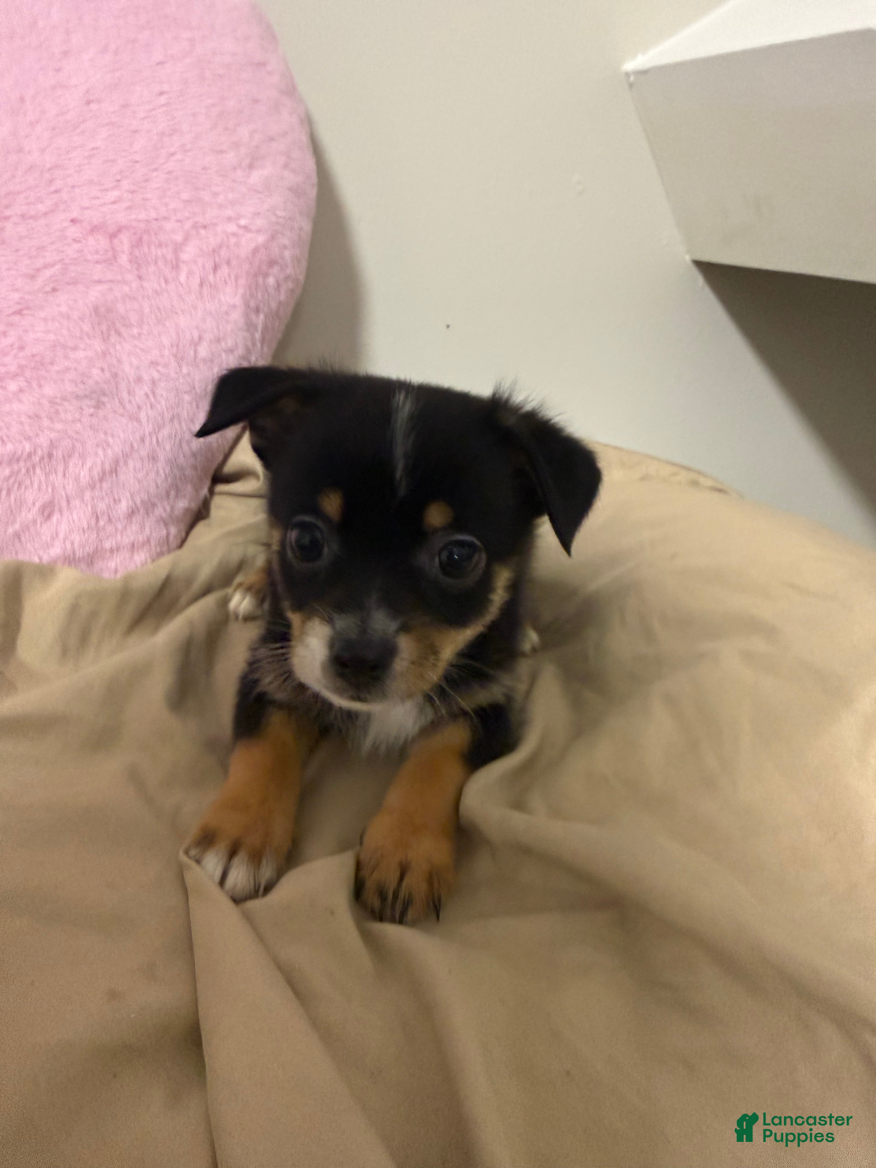 Pomchi dogs Pomchi Puppy 3 - Ad 2
