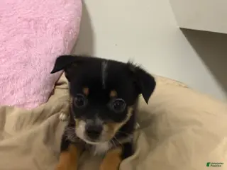 Pomchi dogs Pomchi Puppy 3 - Ad 2