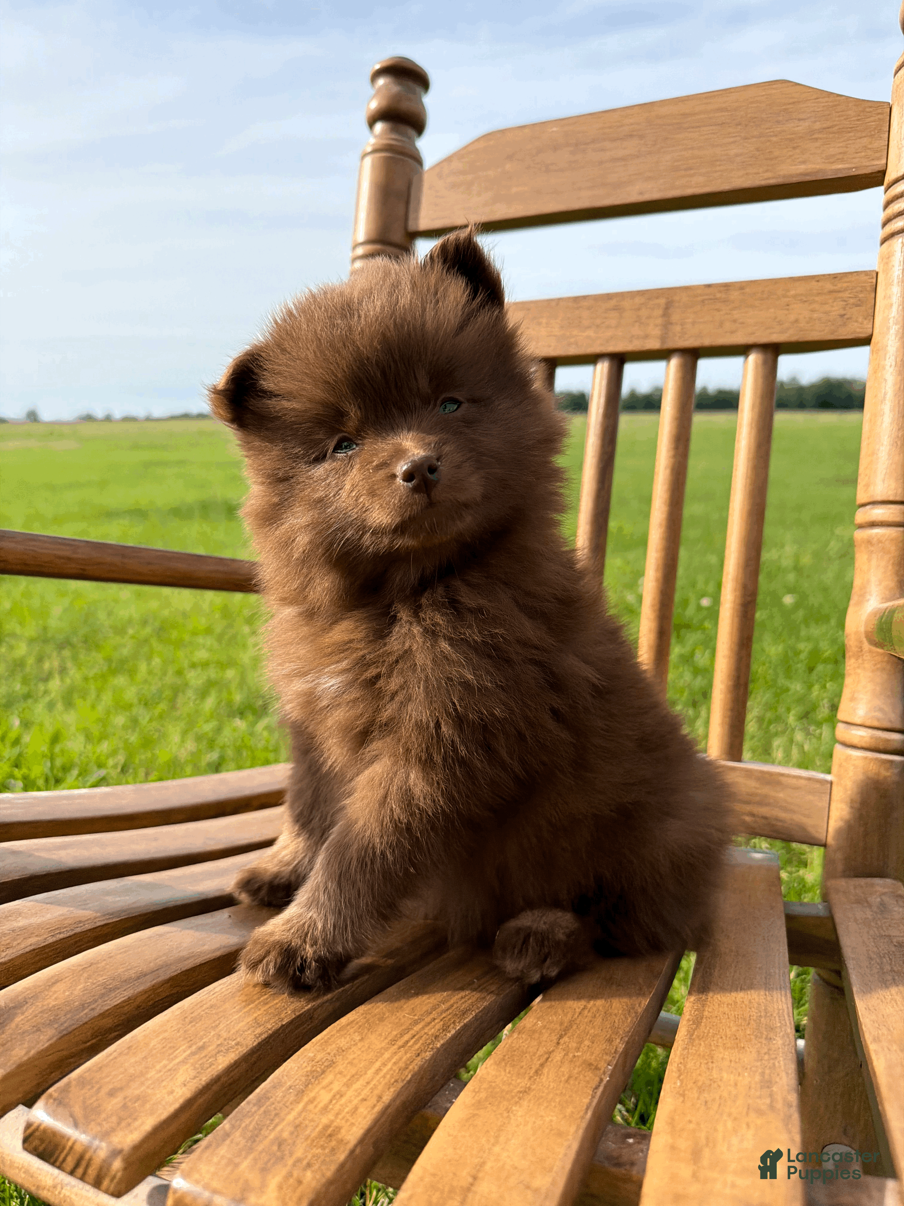Pomsky dogs Spring - Ad 2